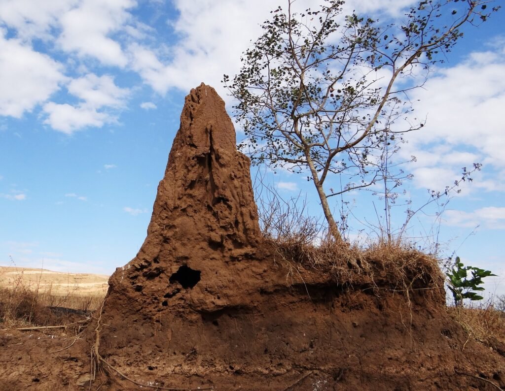 The Importance of Pet Safe Termite Treatment