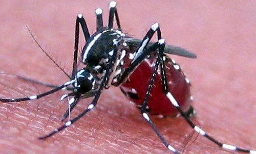Top Mosquito Control Services in Columbus, OH