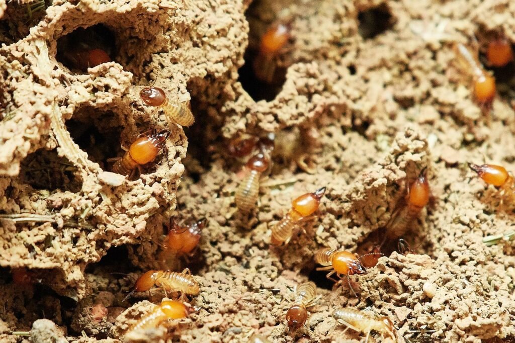 Understanding the Cost of Termite Treatment in OKC